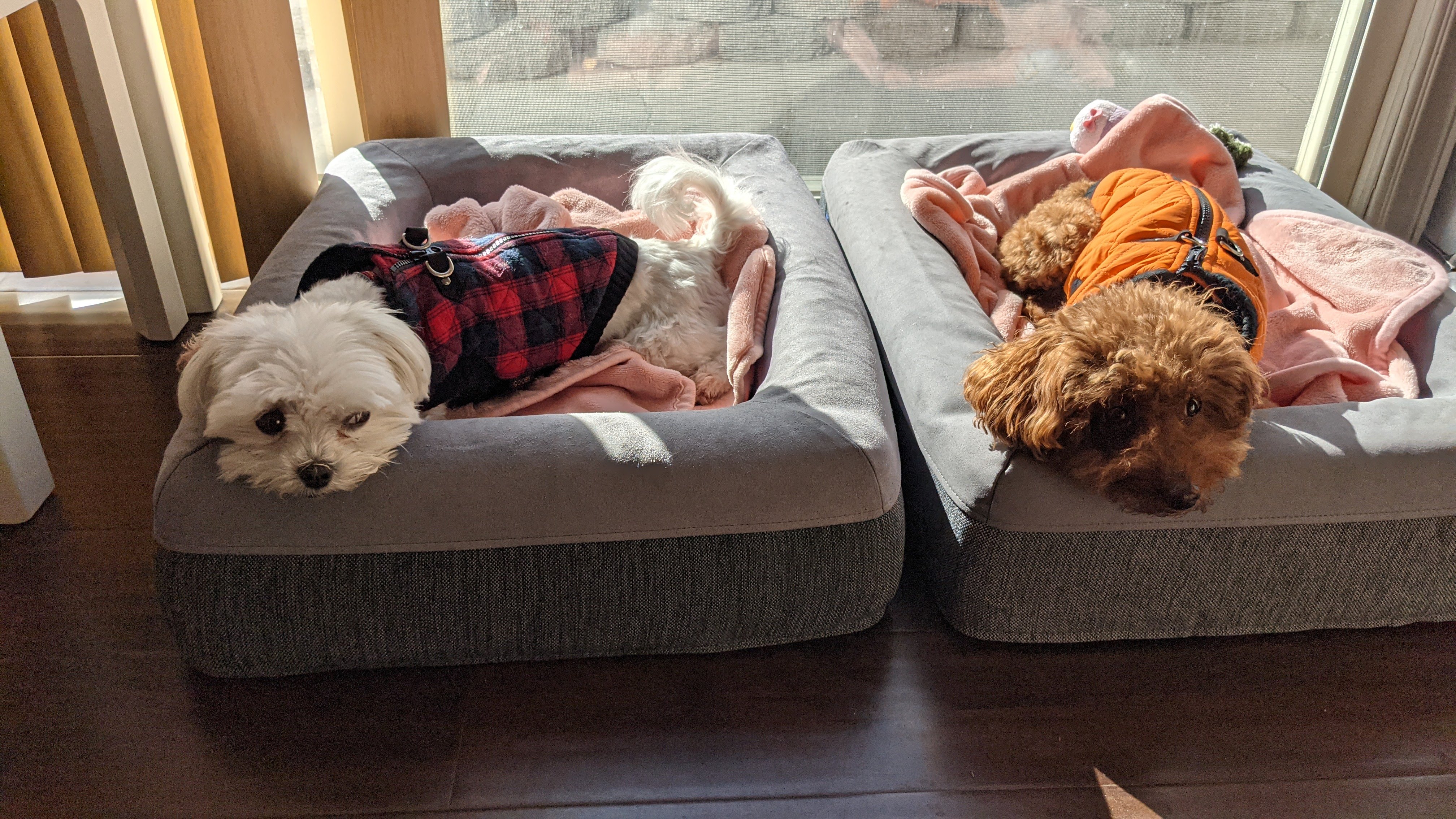 Two adorable dogs relaxing on their beds, wearing cozy jackets